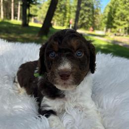 Aspen green collar - Brown and white male Aussiedoodle puppy in Clarkston, Washington from Doodle & Poodle Palace