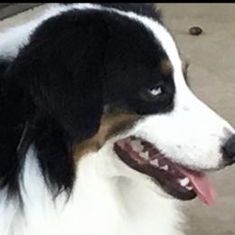 Blue - Miniature American Shepherd
