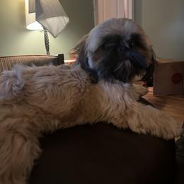 Thor - Shih Tzu