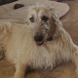 Fae - Irish Wolfhound