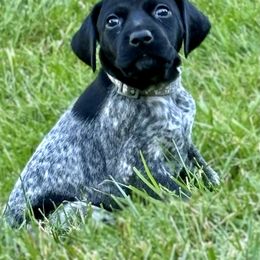 German Shorthaired Pointer Puppies from MaggieMae Andersen