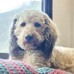 Gus - Aussiedoodle