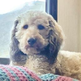 Gus - Aussiedoodle