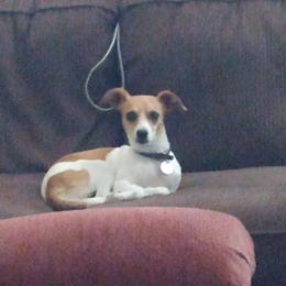 Pearl - Chihuahua