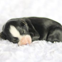 Augusta - female Australian Mountain Doodle puppy in Crete, Nebraska from Doodles & Co