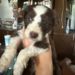 Tennessee - Brown and white male Aussiedoodle puppy in Four Oaks, North Carolina from RoseWest Farms