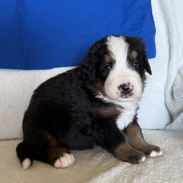 Blue Boy - Black rust and white male Bernese Mountain Dog puppy in Nebraska from Colson Kennels