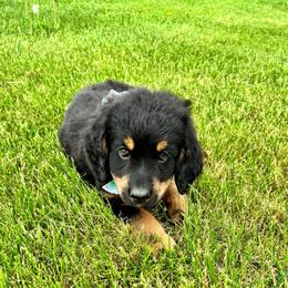 Duchess - Tri-color female Bernedoodle puppy in Lowell, Arkansas from Sunny Sky Doodles