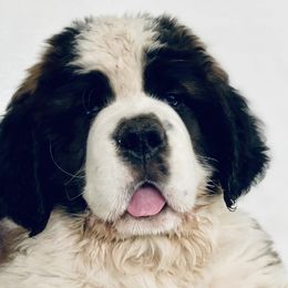 Saint Bernards from Cottonwood Creek Saints