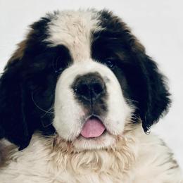 Saint Bernards from Cottonwood Creek Saints