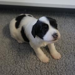 Polish Lowland Sheepdog Puppies from EnchantingPON