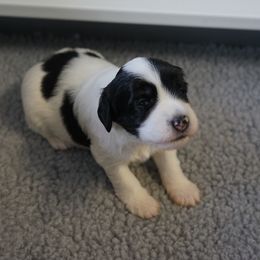 Polish Lowland Sheepdog Puppies from EnchantingPON