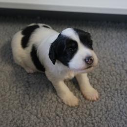 Polish Lowland Sheepdog Puppies from EnchantingPON