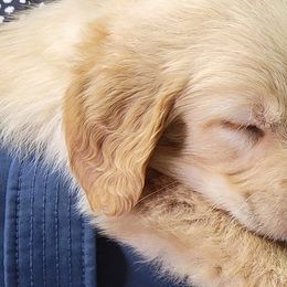 Golden Retrievers from Bonham Farms