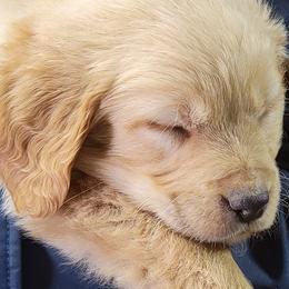 Golden Retrievers from Bonham Farms