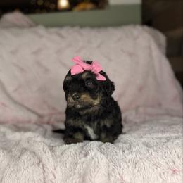 Nyx - Tri-color female Bernedoodle puppy in Sweetwater, Florida from Sandy Snout Doodles