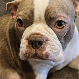 Roxy - Boston Terrier