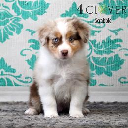 Scrabble - Red merle male Miniature American Shepherd puppy in Carlisle, Pennsylvania from 4 Clovers Kennel