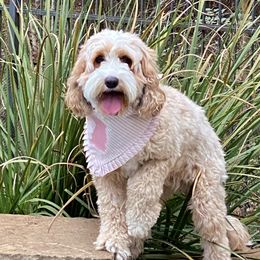 Waffles - Australian Labradoodle
