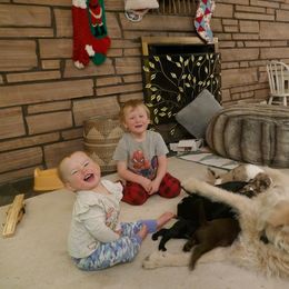 Labradoodle Puppies from Daisy's Labradoodles