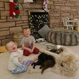 Labradoodle Puppies from Daisy's Labradoodles