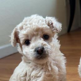 Luca - Cream male Poodle puppy in Kennewick, Washington from PNW PAWS