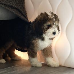 Caramella - Black tri-color female Aussiedoodle puppy in Vallejo, California from Well Rooted Doodles