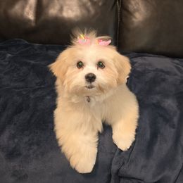 Teddy Bear - Cream female Lhasa Apso puppy in Naples, Florida from Deborah's Lhasa Apsos