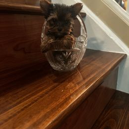 Daisy 4000 - Black and gold female Yorkshire Terrier puppy in Indianapolis, Indiana from Supreme Pups