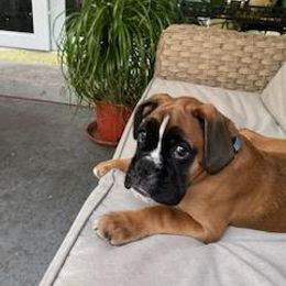 Boxer Puppies from SmashBox Kennel