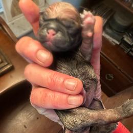 TBD - Fawn female Pug puppy in Boynton Beach, Florida from Camp Pug