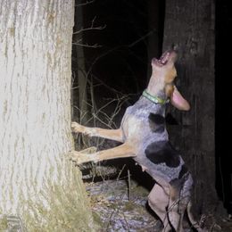 Mia - American English Coonhound