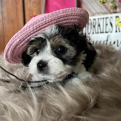 Shorkie Puppies from Shorkies R Us Breeding