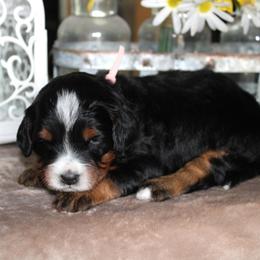 Sugar - Tri-color female Bernedoodle puppy in Eagle Mountain, Utah from Fur Real Puppies.