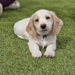 Dachshund Puppies from Farmhouse Dachshunds