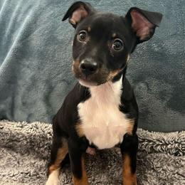Wesley - Black white and tan male Rat Terrier puppy in Red Bluff, California from SunnyValley Bostons