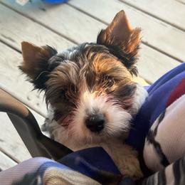 Mattie - Black tan and white female Biewer Terrier puppy in Chester, South Carolina from Classic Biewers