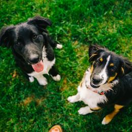 Australian Shepherd and Miniature Australian Shepherd Puppies from Cara Harker