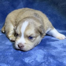 Chutney - Merle male Pomsky puppy in Hudson, New Hampshire from Granite State Pomskies