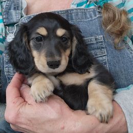 Ruby - Black and cream female Dachshund puppy in Grants Pass, Oregon from vom Treuen Wachter