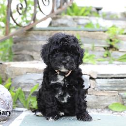 Gary - Black male Cockapoo puppy in Canastota, New York from Silver City Cockapoos