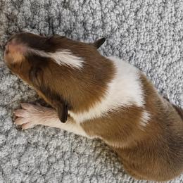 Viviane. Lively - Sable and white female Collie puppy in Malvern, Arkansas from Lost Acres Collies