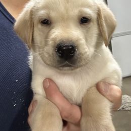 3 - Yellow male Labrador Retriever puppy in Spokane, Washington from Learn's Labs