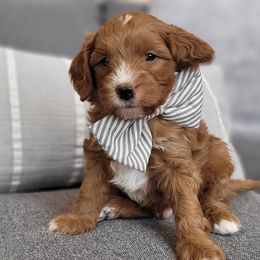 Snickers - Cavapoo puppy in Kaysville, Utah from Hill Farms Cavapoos