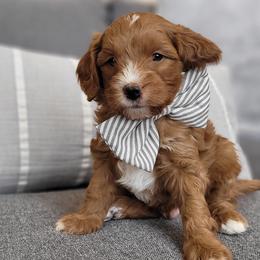 Snickers - Cavapoo puppy in Kaysville, Utah from Hill Farms Cavapoos
