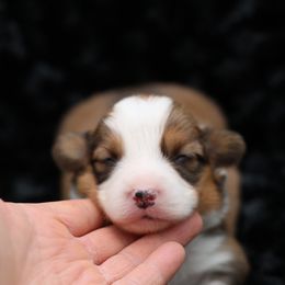 Jasper -no collar - Red male Pembroke Welsh Corgi puppy in Benjamin, Utah from Nuna’s  Corgis