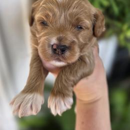 Nova - Apricot female Goldendoodle puppy in Decatur, Tennessee from Diamond's Doodles