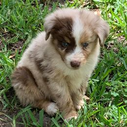 Miniature Australian Shepherds and Toy Australian Shepherds from Tinker Toy Aussies & Minis