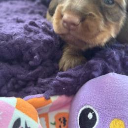 Dachshund Puppies from Hannau Doxies