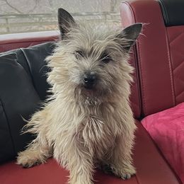 Sasha - Cairn Terrier